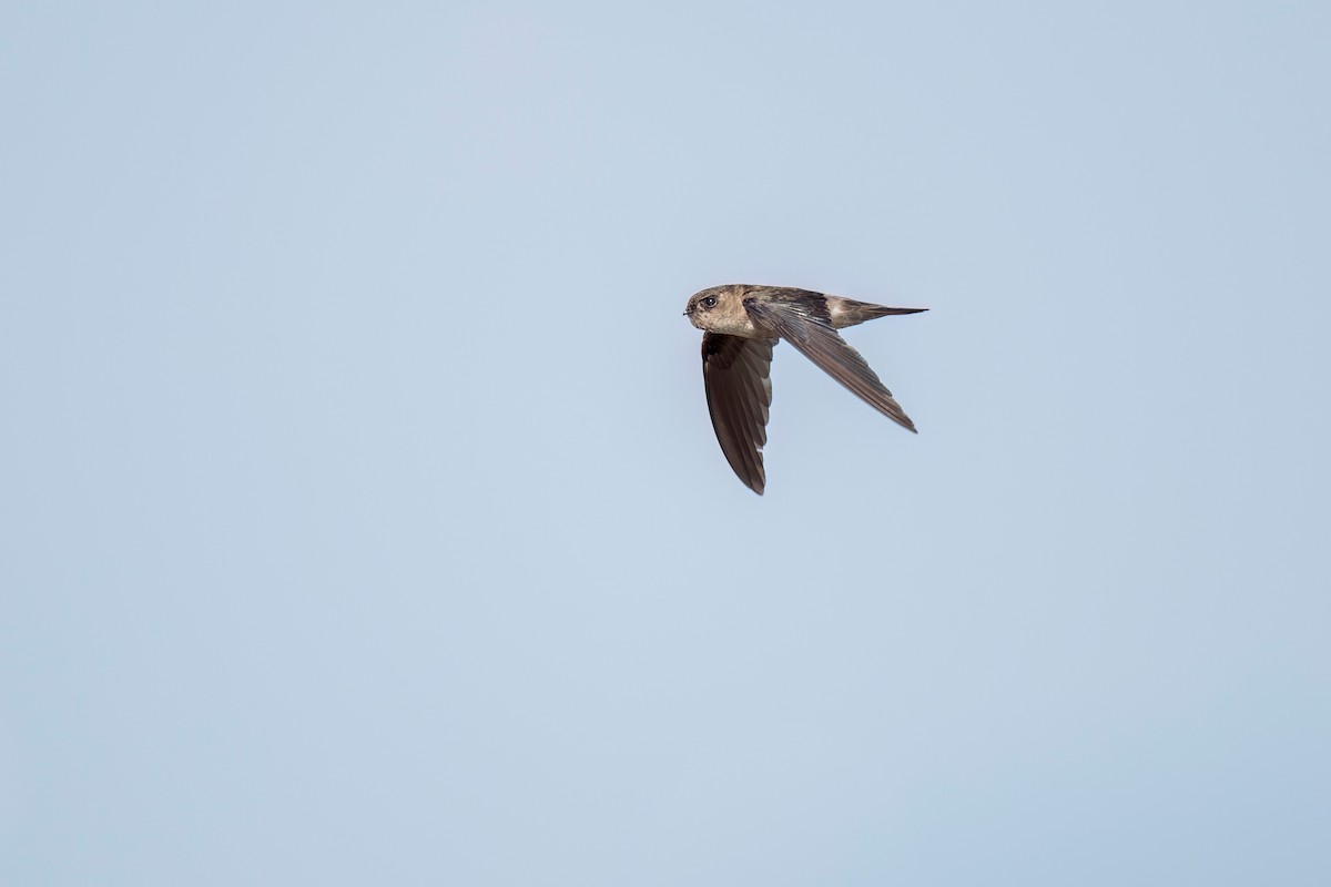 White-nest Swiftlet - ML619981389