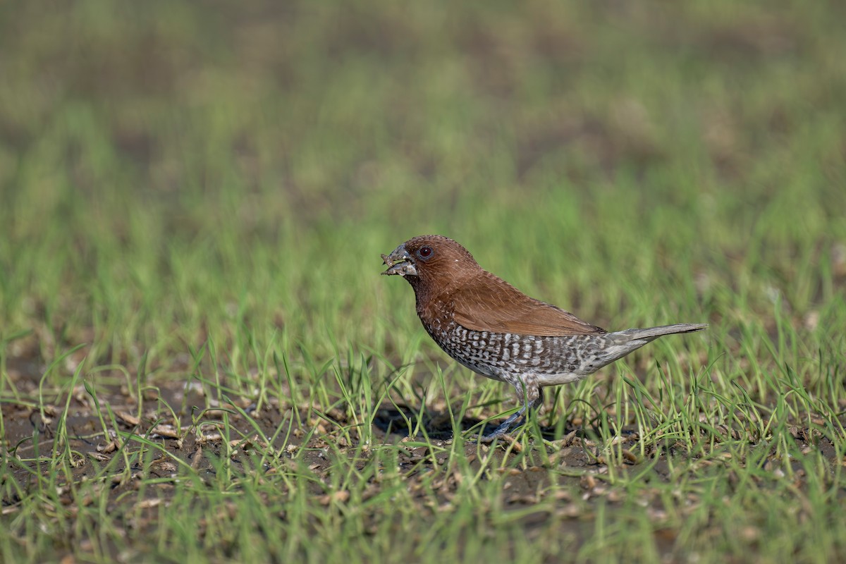 Scaly-breasted Munia - ML619981397