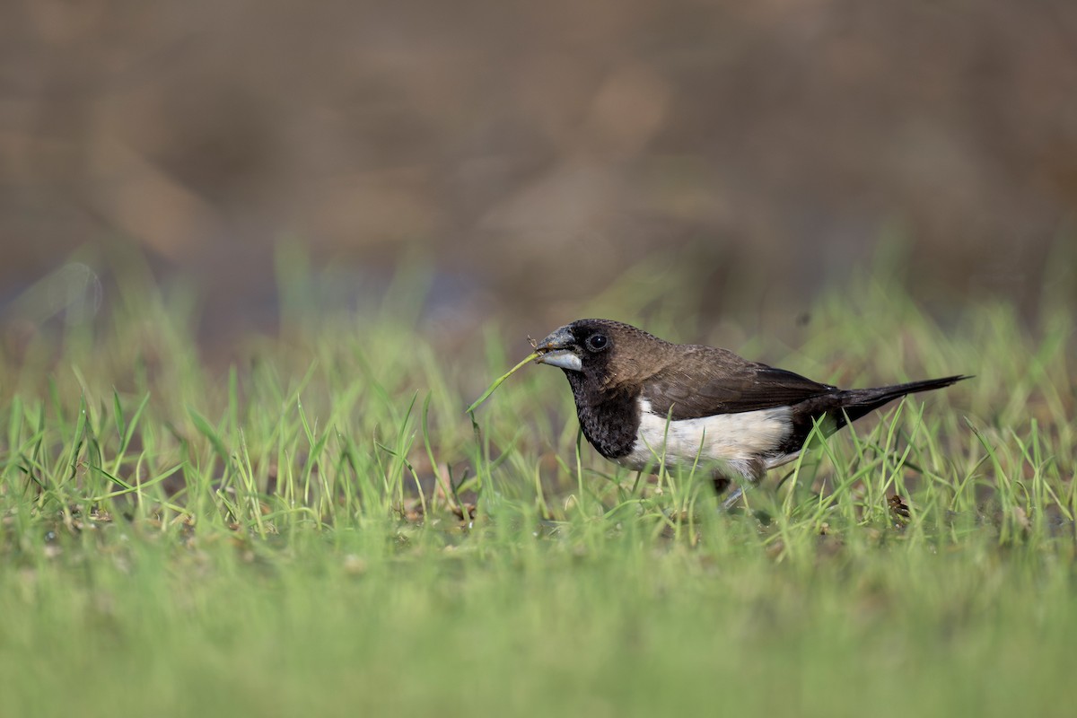 Javan Munia - ML619981401