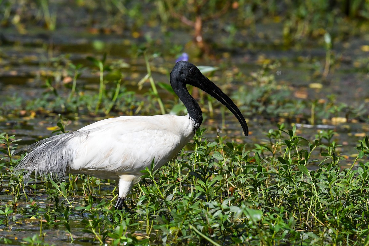ibis černohlavý - ML619981409