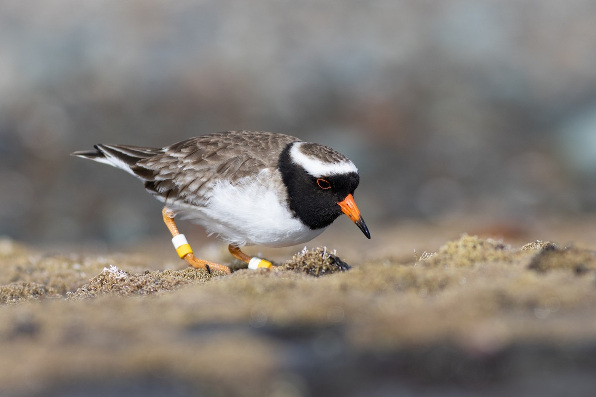 Shore Plover - ML619981418