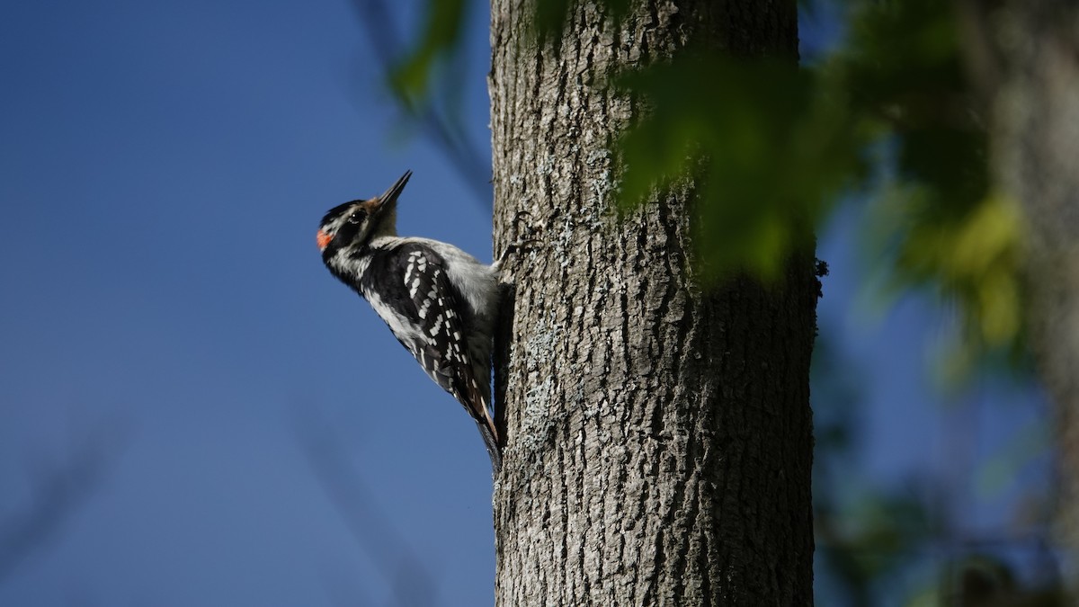 Hairy Woodpecker - ML619981423