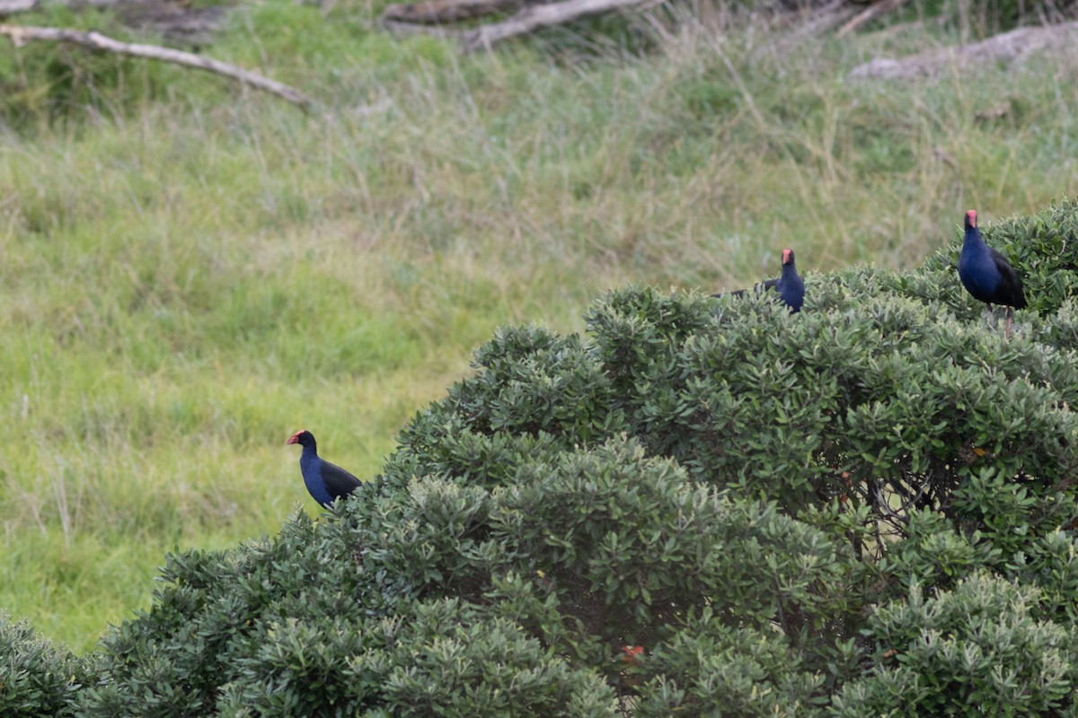 Australasian Swamphen - ML619981425