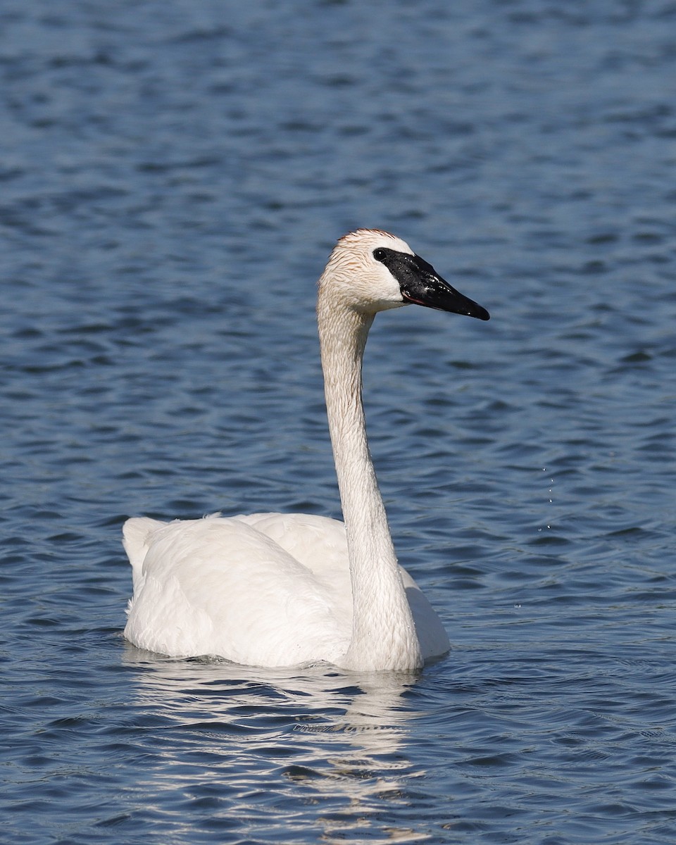 Trumpeter Swan - ML619981459