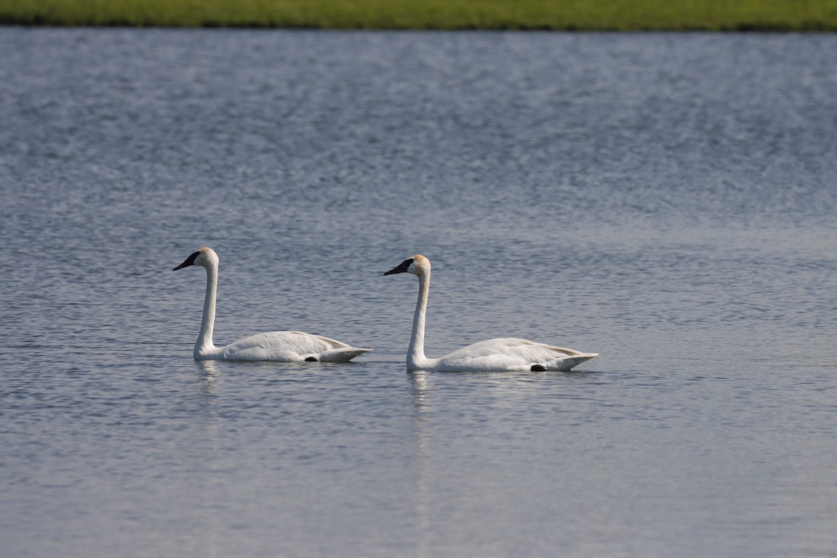 Cisne Trompetero - ML619981460