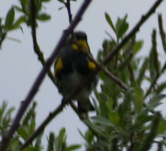 Yellow-rumped Warbler (Audubon's) - ML619981476