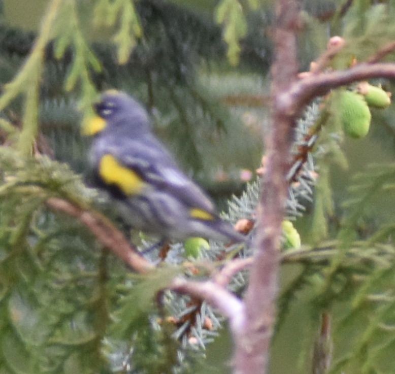 Yellow-rumped Warbler (Audubon's) - ML619981477