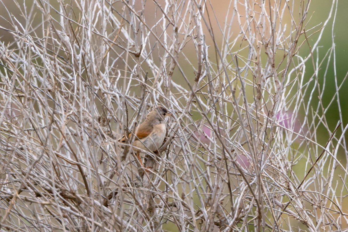 Spectacled Warbler - ML619981479