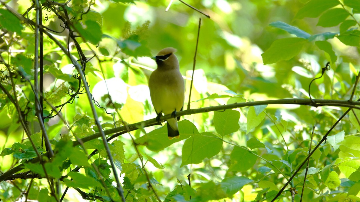 Cedar Waxwing - ML619981481