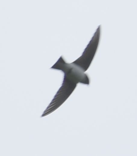 Violet-green Swallow - ML619981482