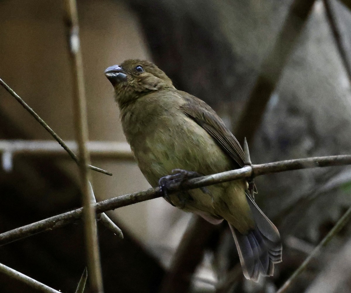 Thick-billed Seed-Finch - ML619981488