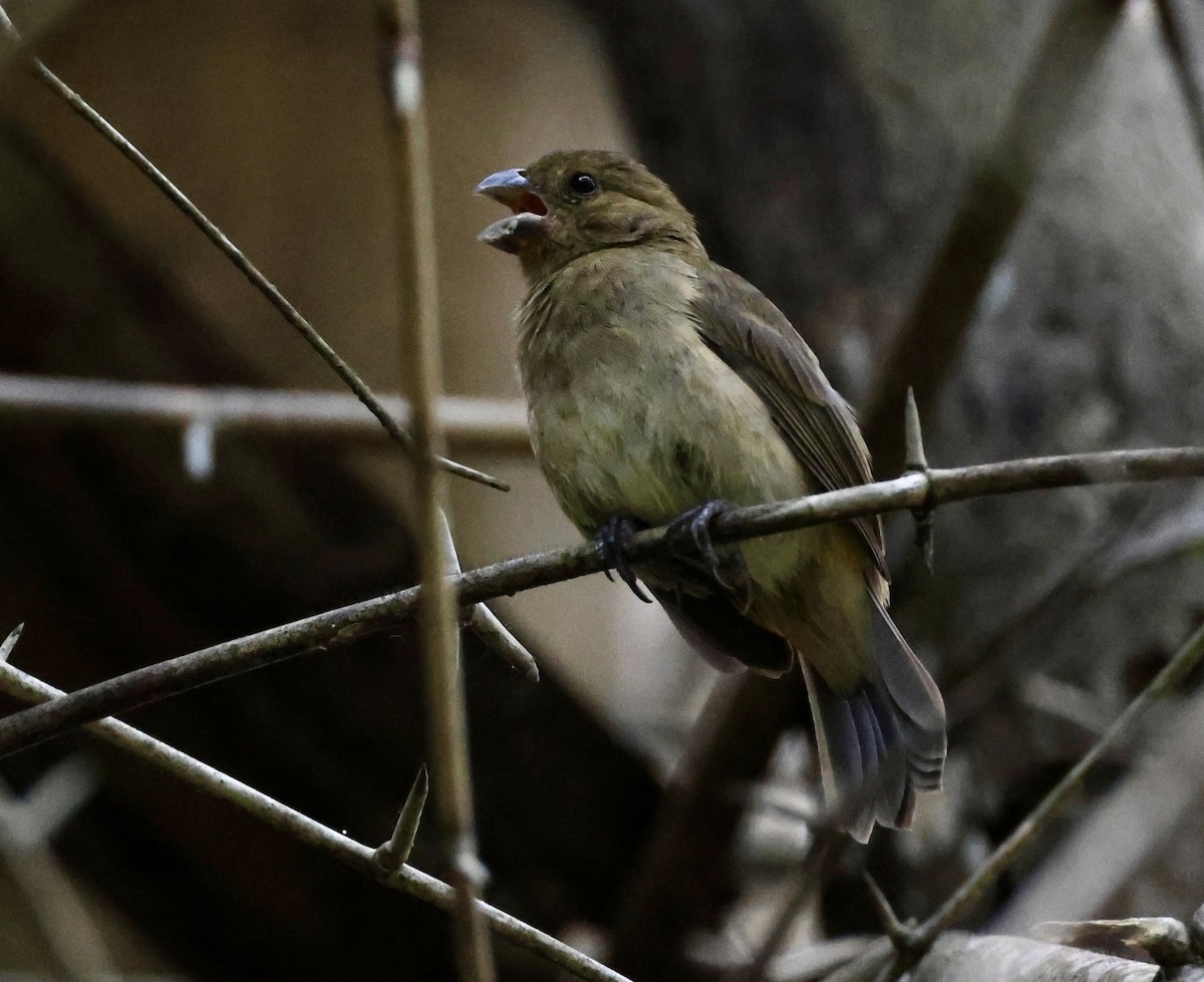 Thick-billed Seed-Finch - ML619981489