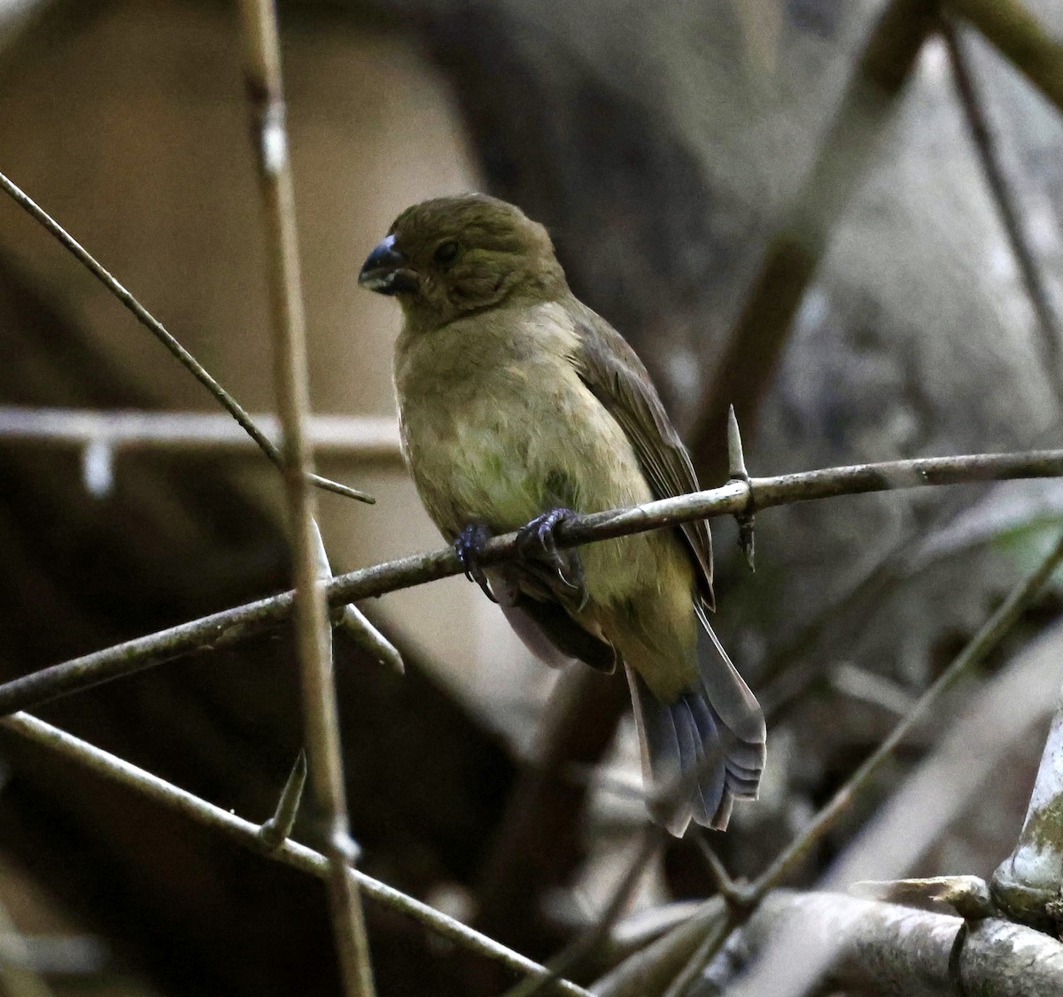 Thick-billed Seed-Finch - ML619981490