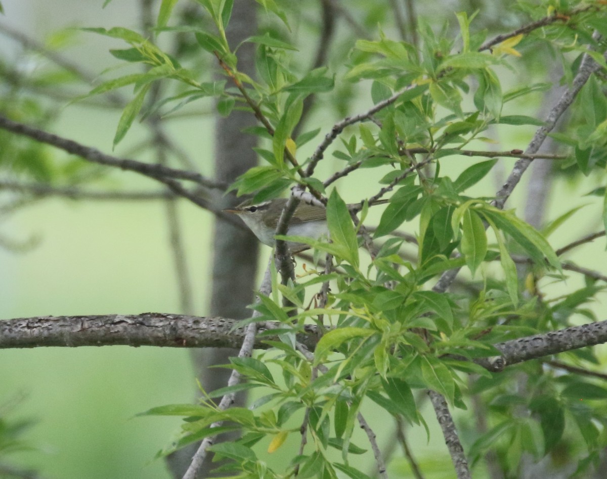 Kamchatka Leaf Warbler - ML619981506