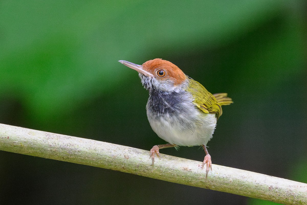 Dark-necked Tailorbird - ML619981507