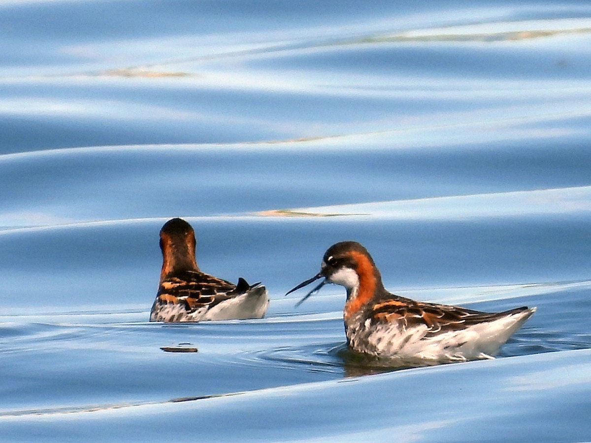 Phalarope à bec étroit - ML619981515