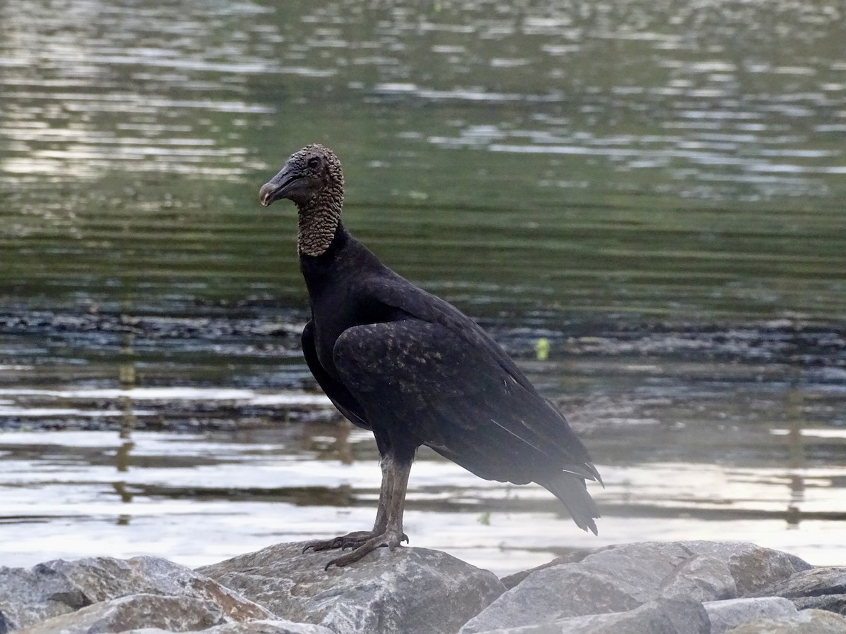 Black Vulture - ML619981520