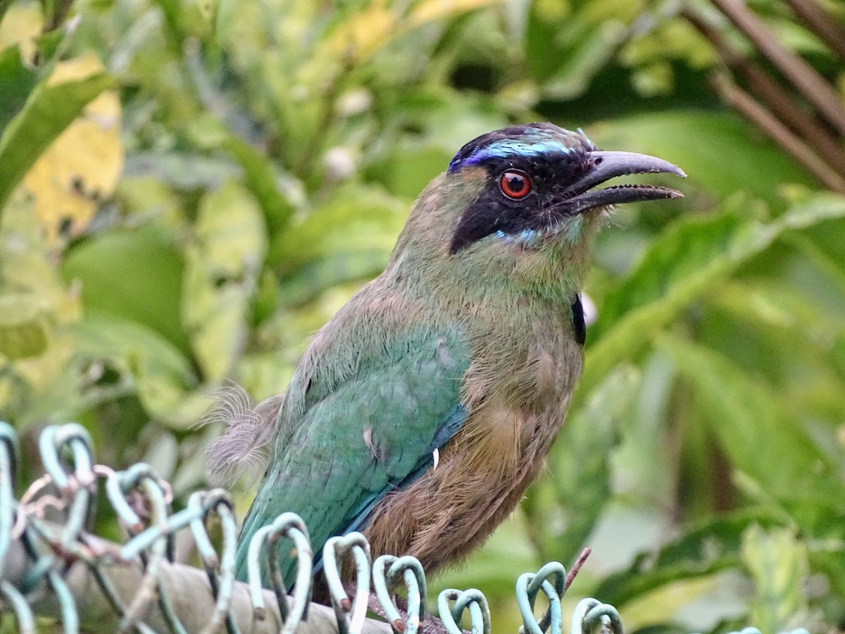 Rötelbauchmotmot - ML619981525