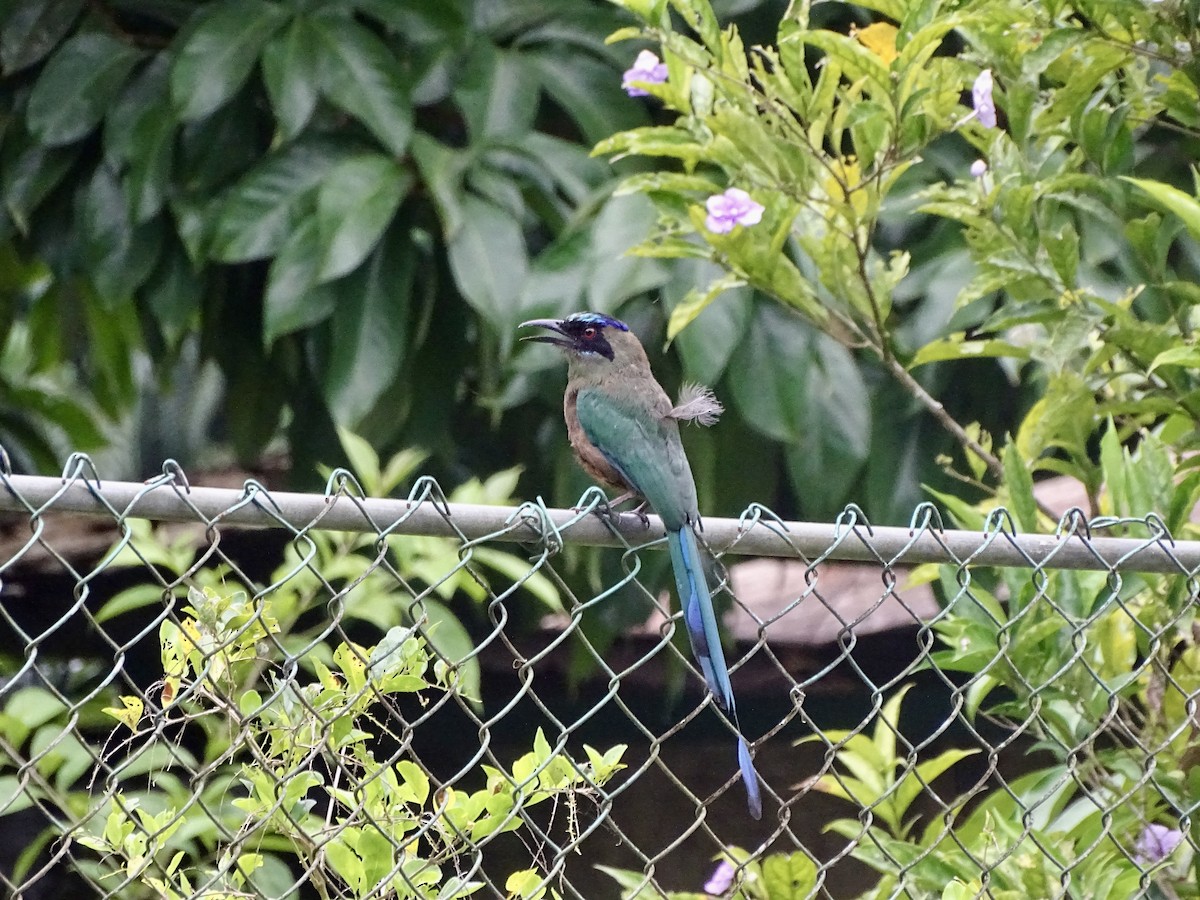 Motmot caraïbe - ML619981526