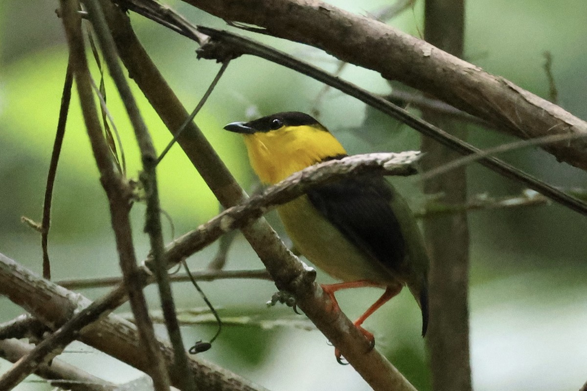 Golden-collared Manakin - ML619981539