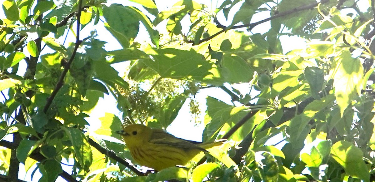 Yellow Warbler - ML619981540