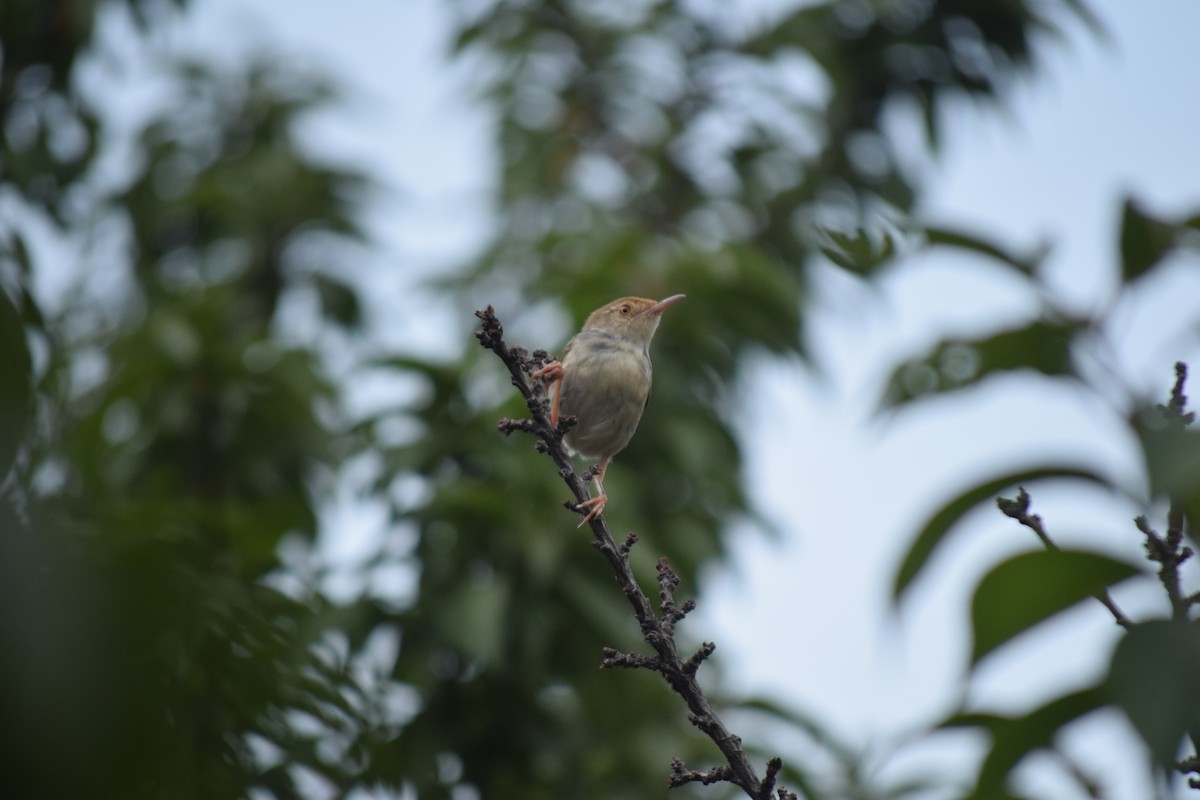 Common Tailorbird - Rabin Gautam