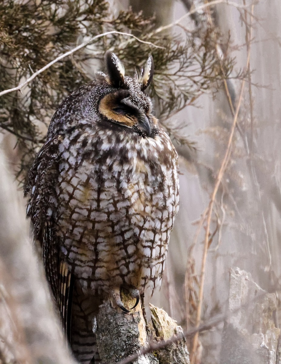 Long-eared Owl - ML619981543