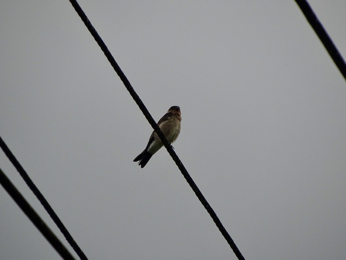 Southern Rough-winged Swallow - ML619981544