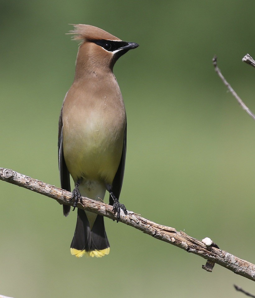 Cedar Waxwing - ML619981548