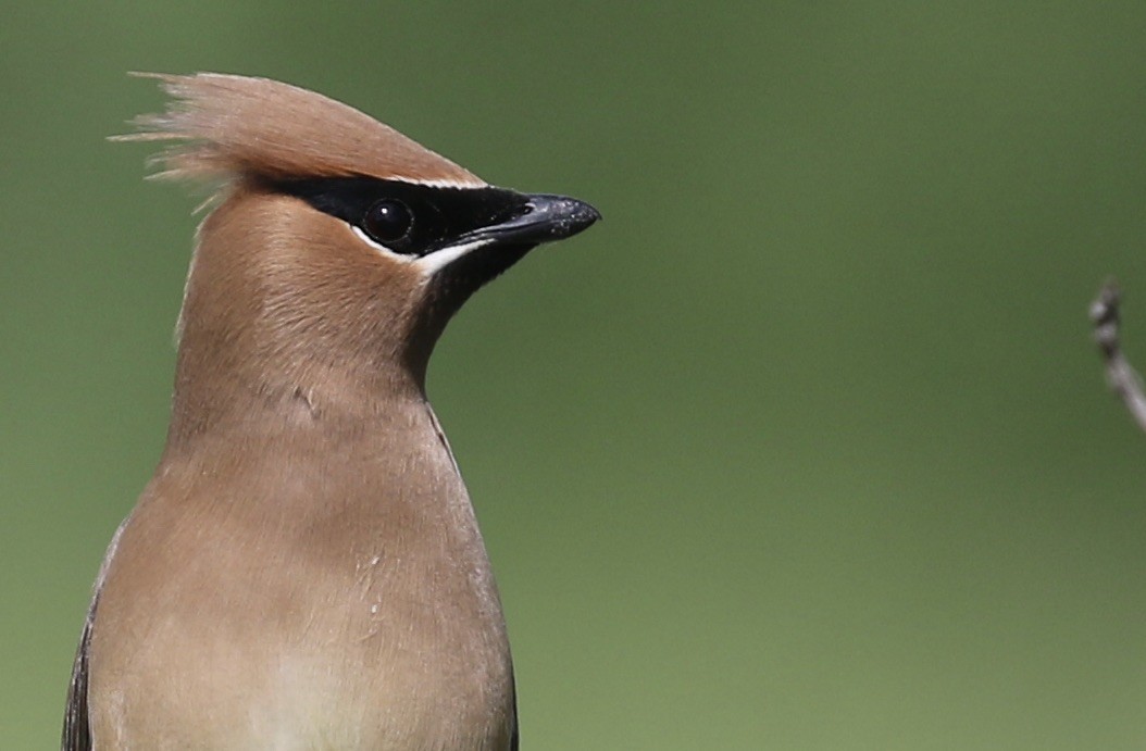 Cedar Waxwing - ML619981549