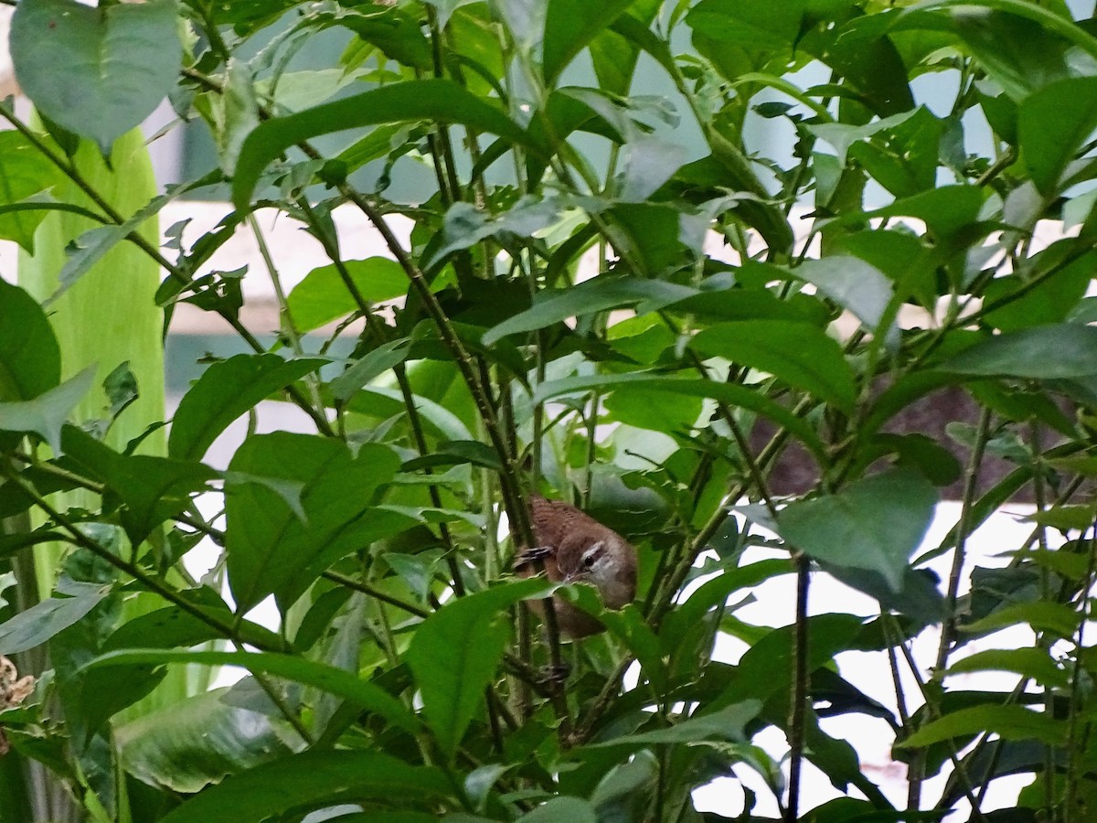 Buff-breasted Wren - ML619981550