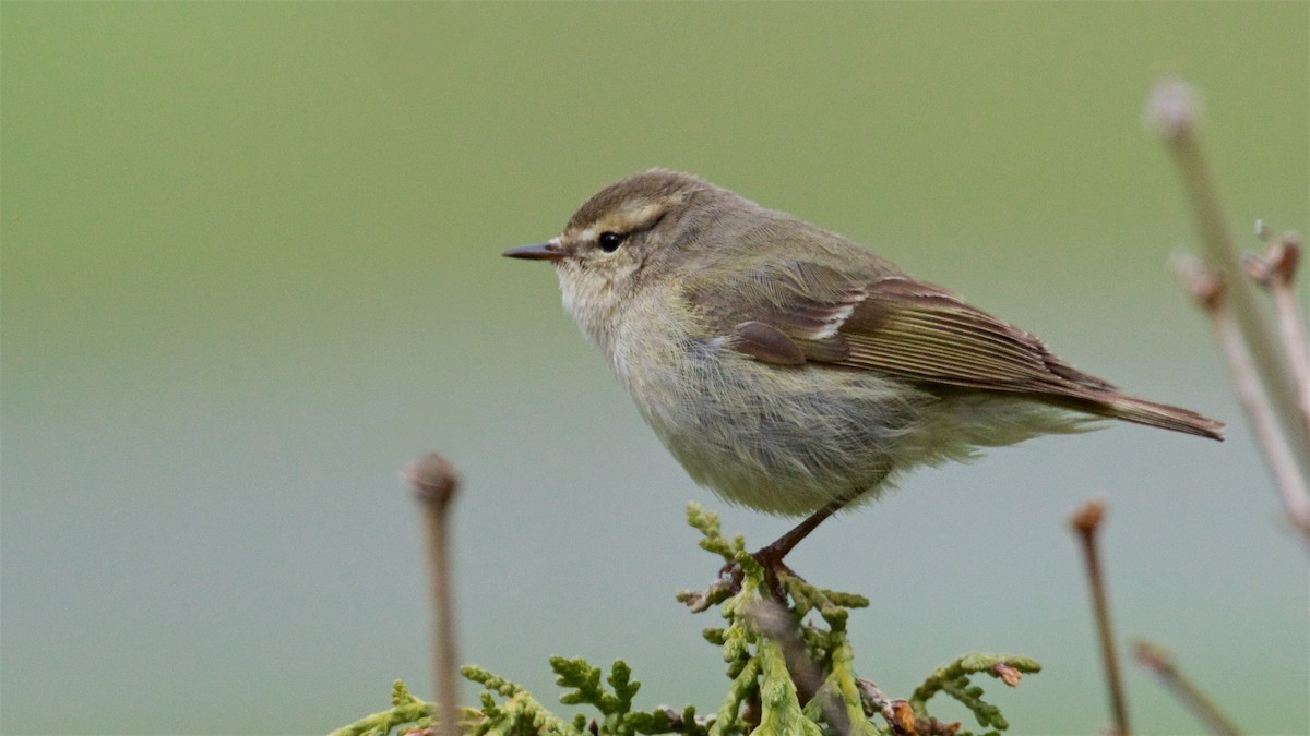 Hume's Warbler - ML619981553