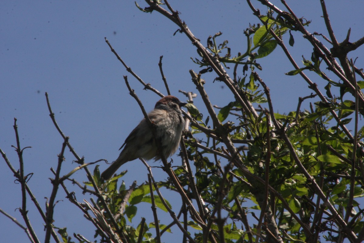 Eurasian Tree Sparrow - ML619981555
