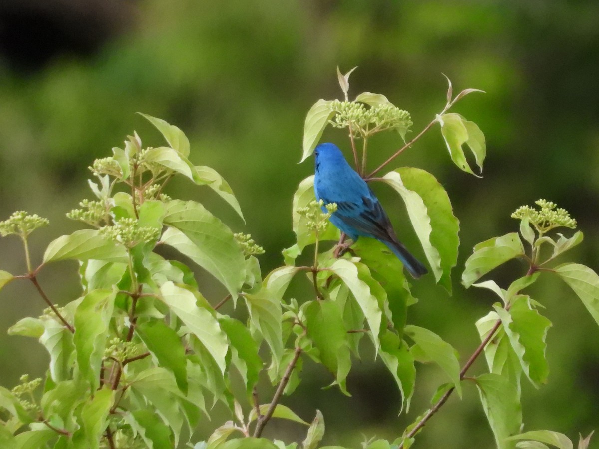 Passerin indigo - ML619981559