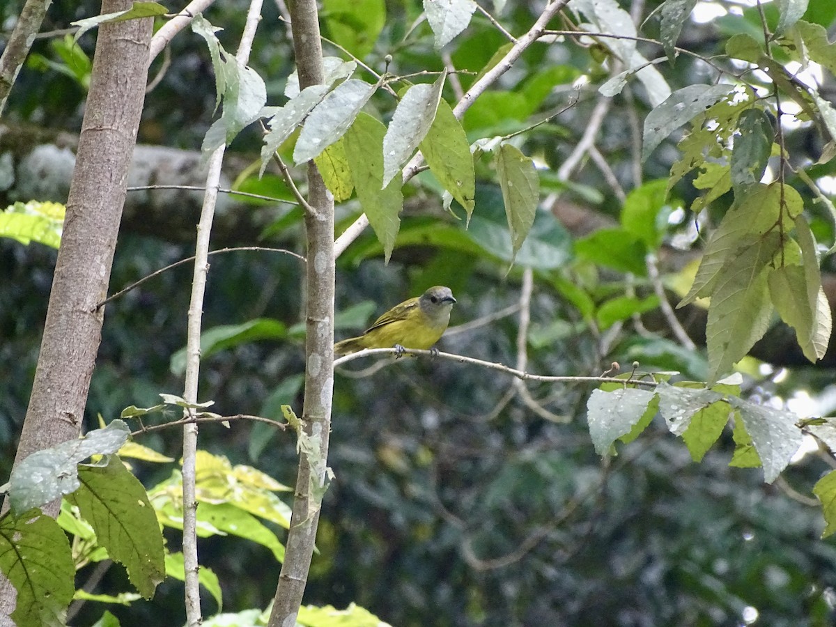 White-shouldered Tanager - ML619981561