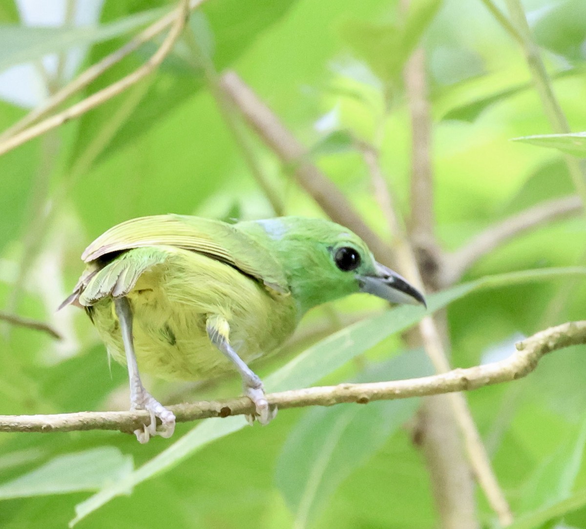 Green Shrike-Vireo - ML619981570