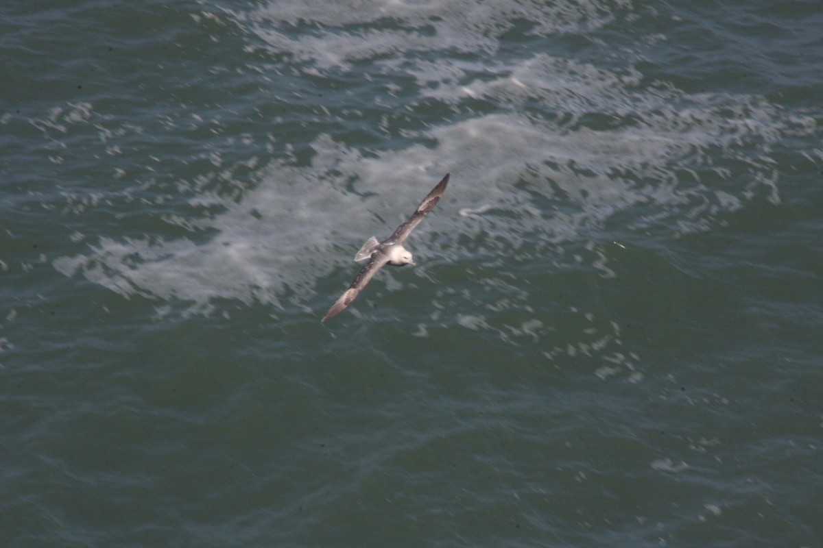 Fulmar boréal - ML619981585