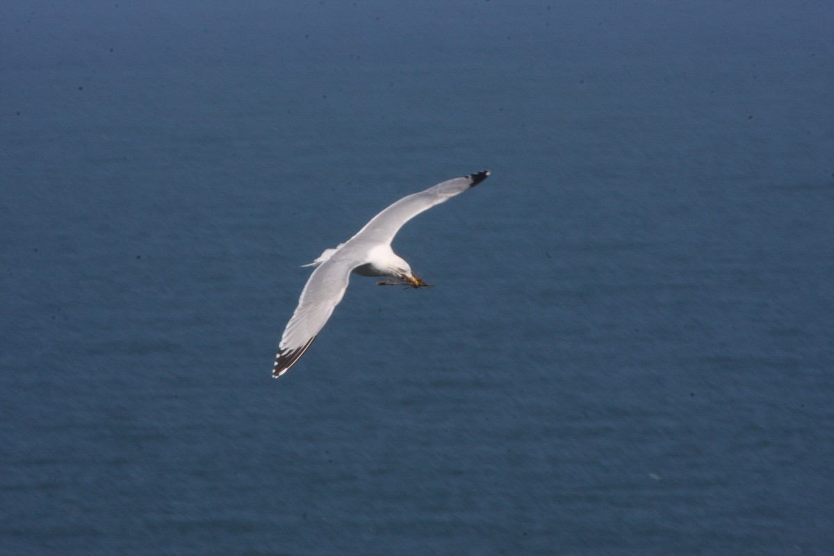 Herring Gull (European) - ML619981586