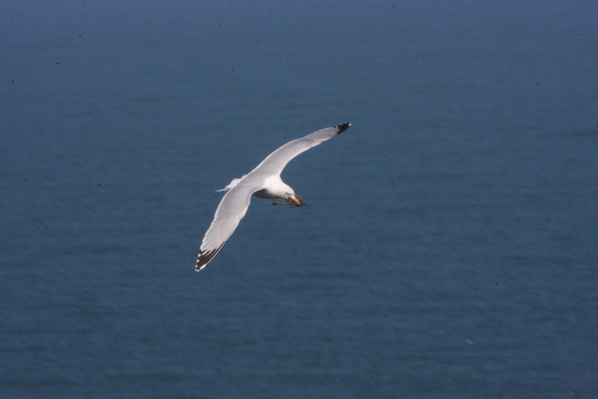 Kuzey Gümüş Martısı (argentatus/argenteus) - ML619981586