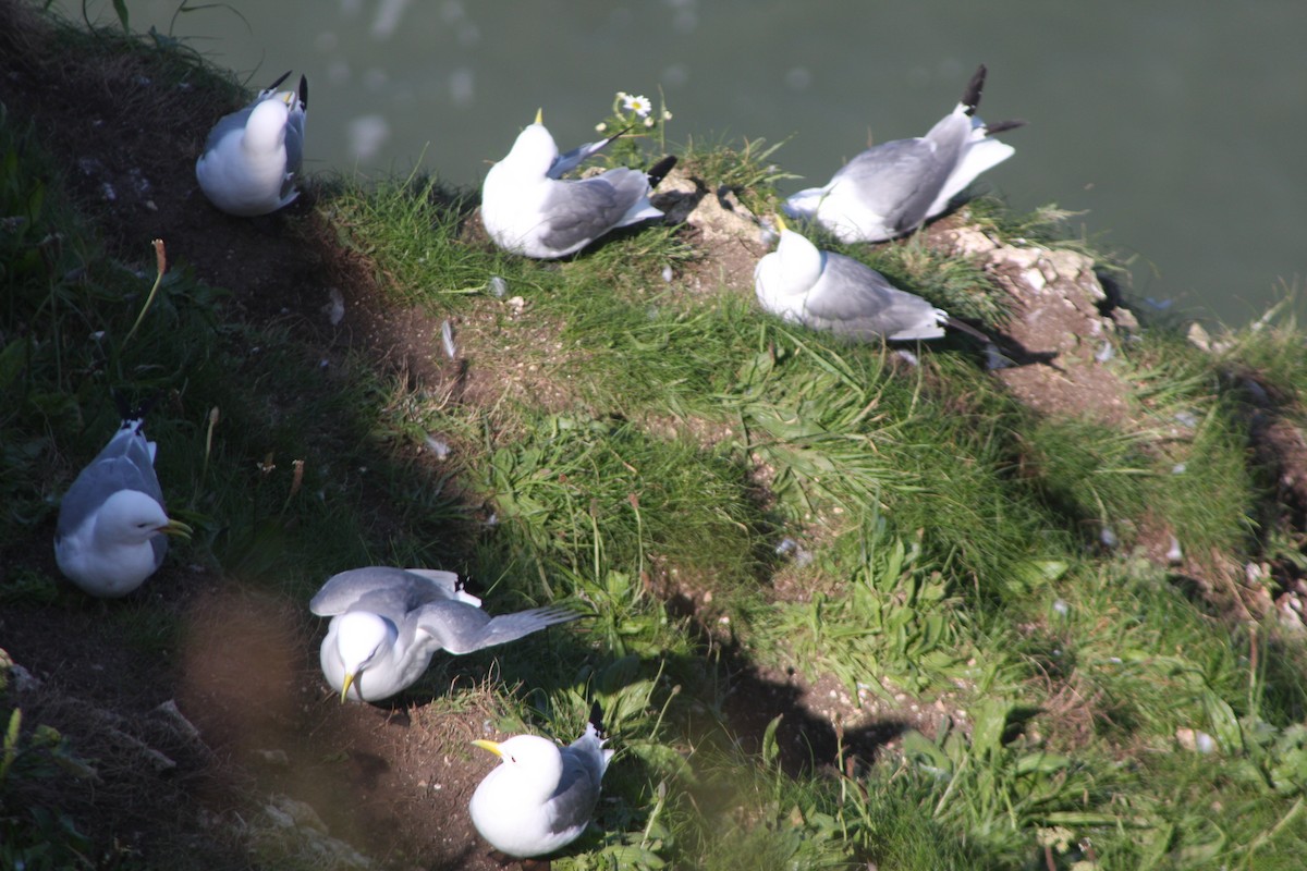 Black-legged Kittiwake - ML619981590