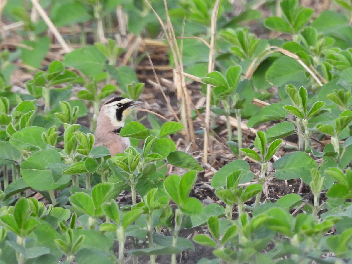 Horned Lark - ML619981599