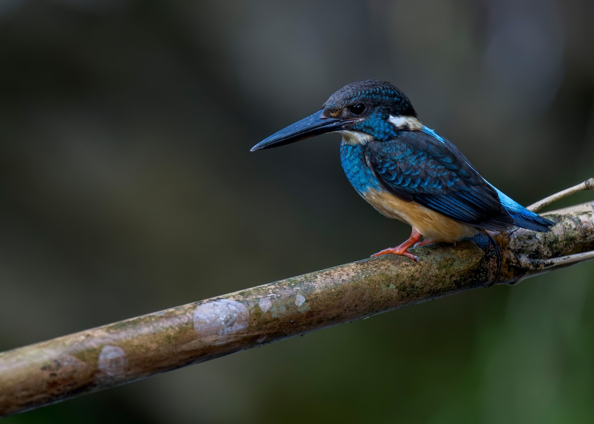 Javan Blue-banded Kingfisher - Heyn de Kock