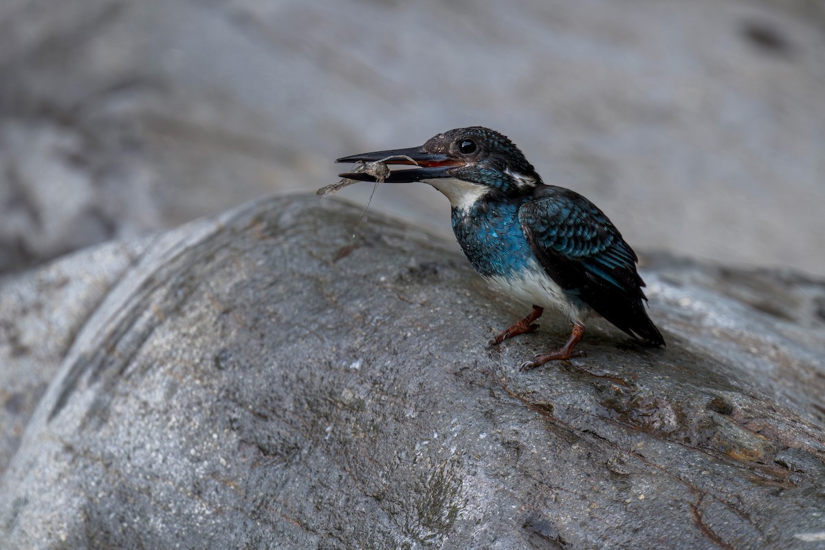 Javan Blue-banded Kingfisher - ML619981610