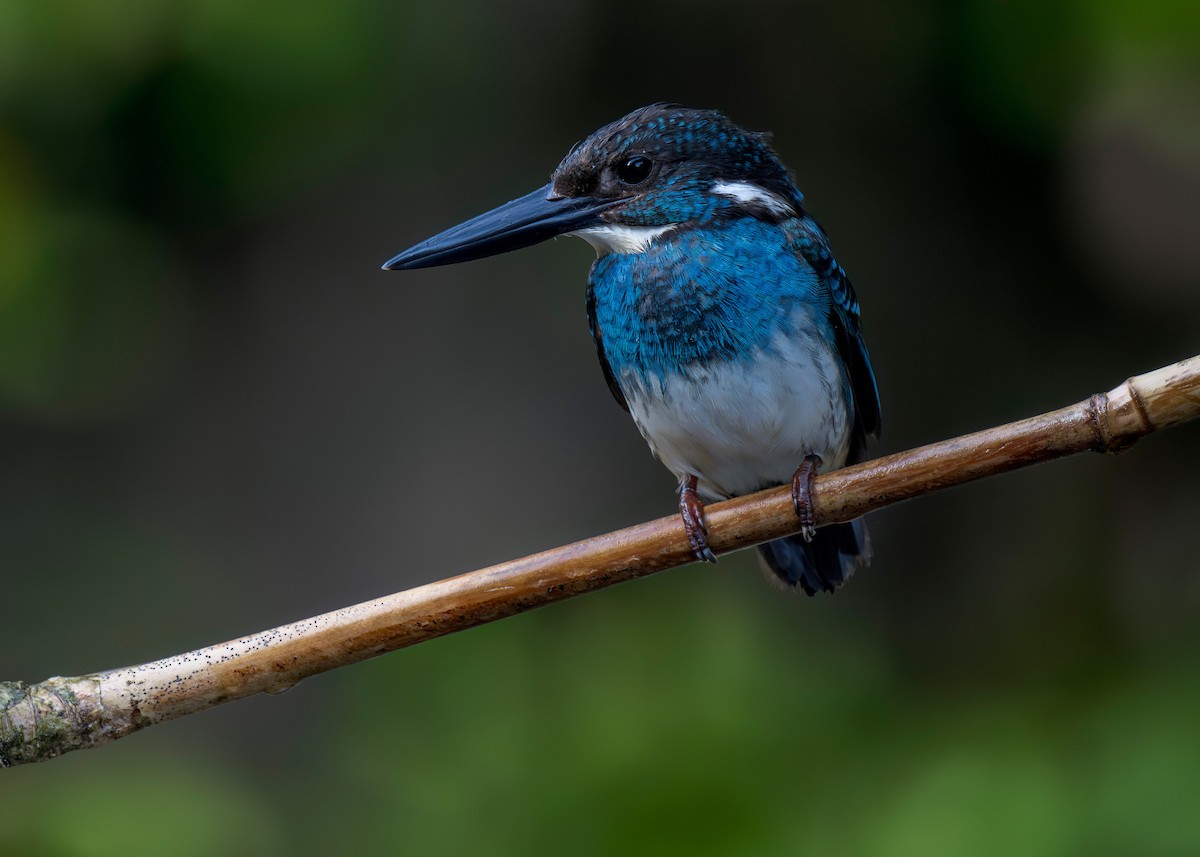 Javan Blue-banded Kingfisher - ML619981611