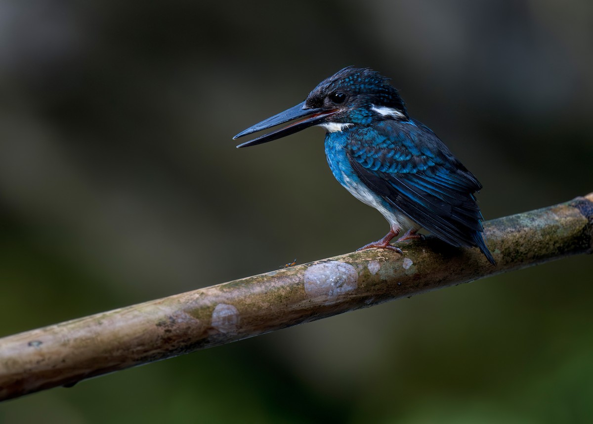 Javan Blue-banded Kingfisher - ML619981612