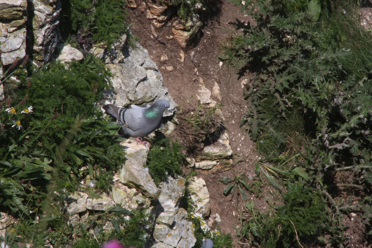 Rock Pigeon (Feral Pigeon) - ML619981618
