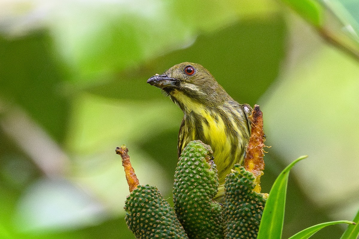 Yellow-breasted Flowerpecker - ML619981621