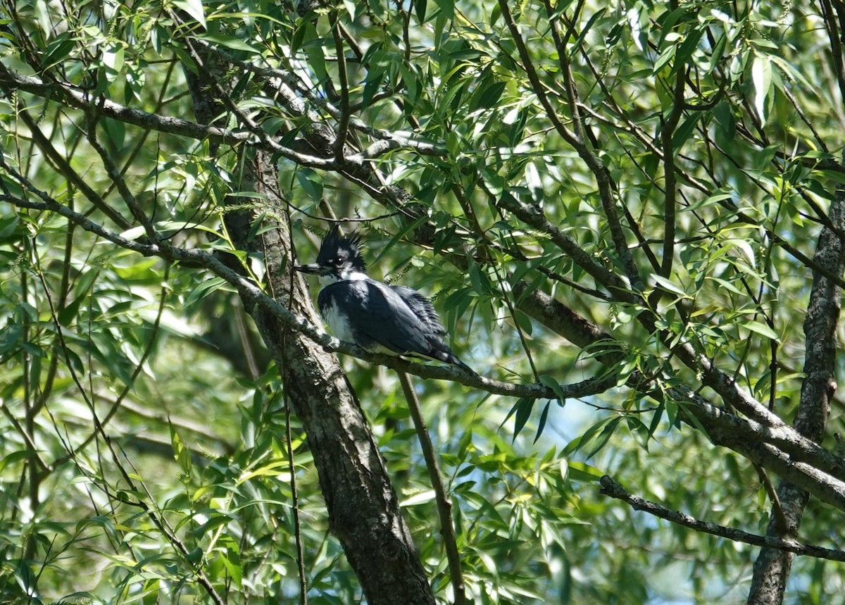 Belted Kingfisher - ML619981622