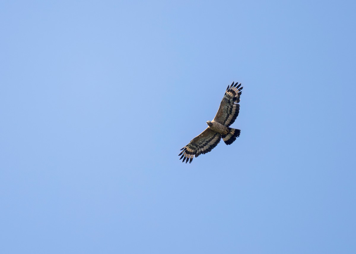 Oriental Honey-buzzard - ML619981646