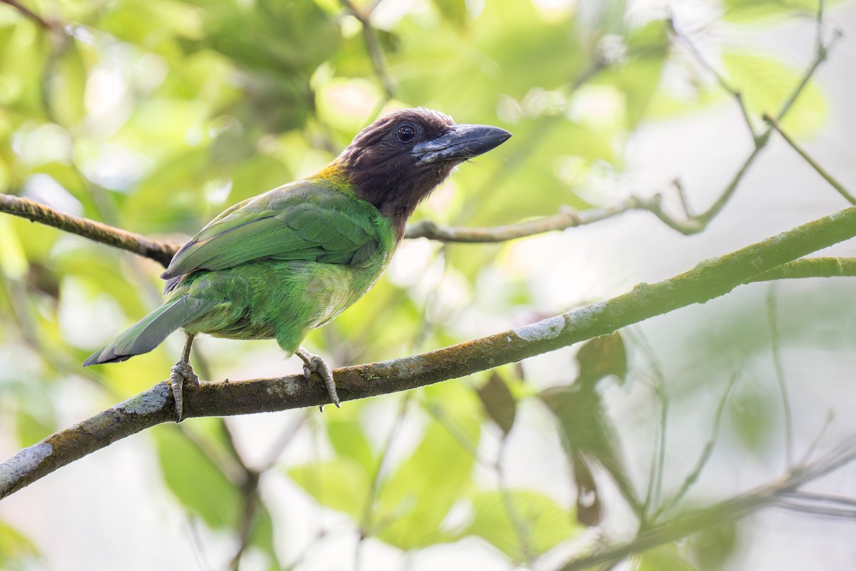 barbet hnědohrdlý - ML619981649